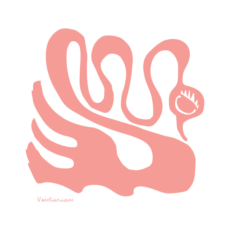 Coral-colored abstract design with a swan on a white background, featuring the brand 'Venturian'.